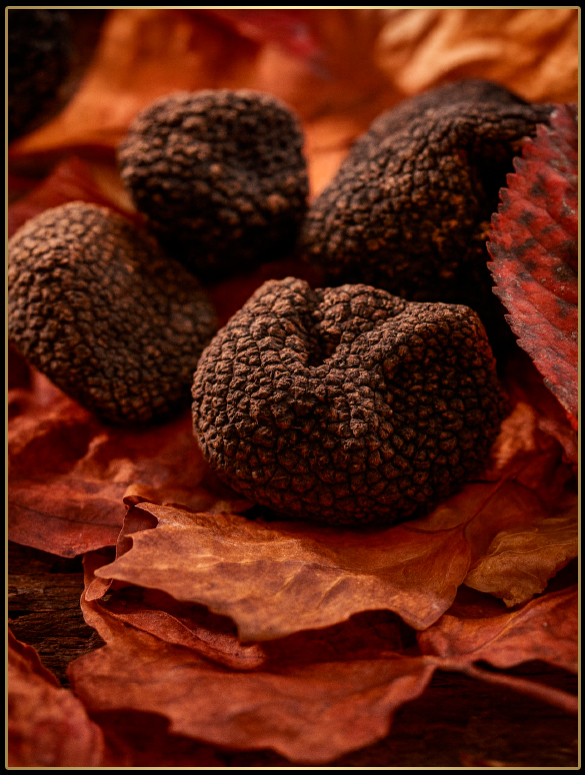 صفحة الرئيسية